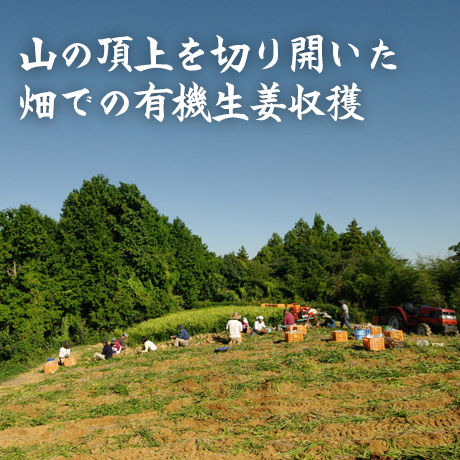 有機生姜 洗い
