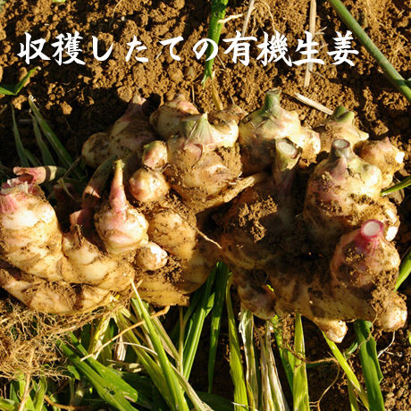 有機生姜 洗い