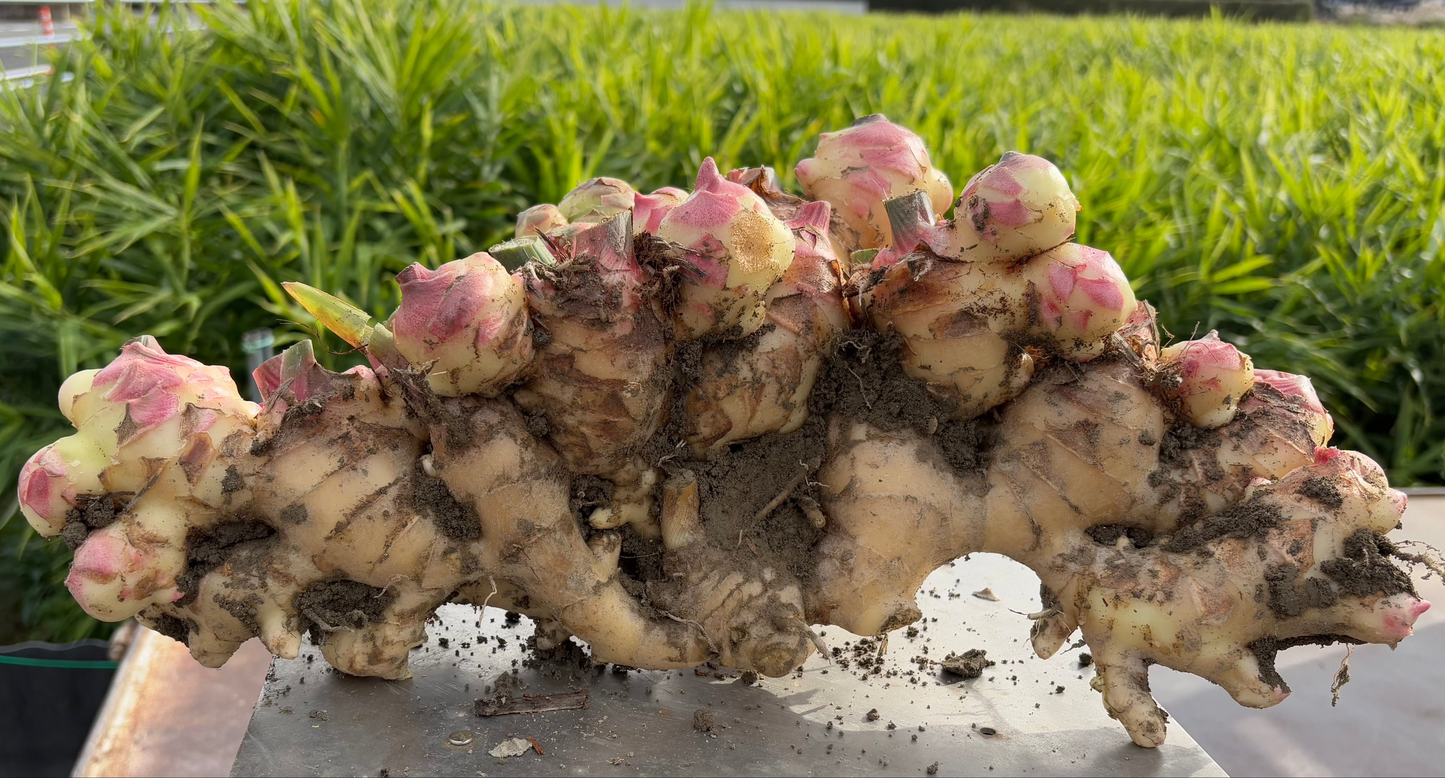 生姜 – 刈谷農園